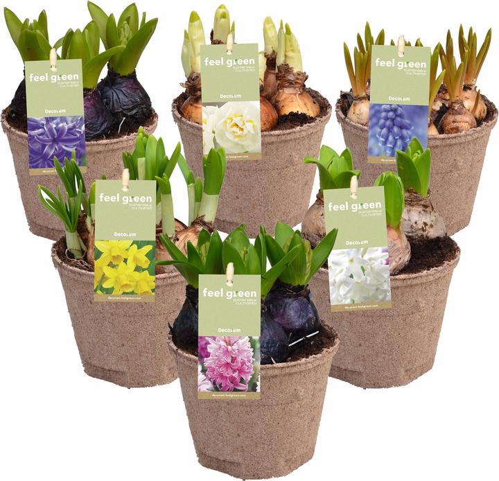Immagine prodotto Fresca-Plant Mix di bulbi FEEL GREEN (6 pz.) (15 cm)