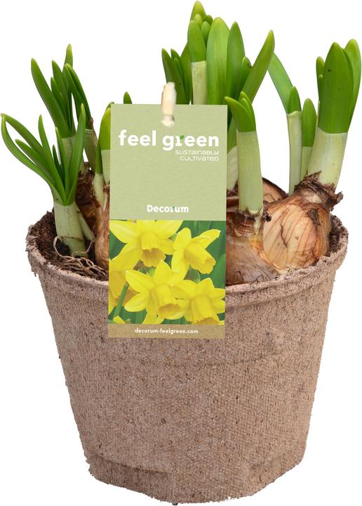 Immagine prodotto Fresca-Plant Mix di bulbi FEEL GREEN (6 pz.) (15 cm)