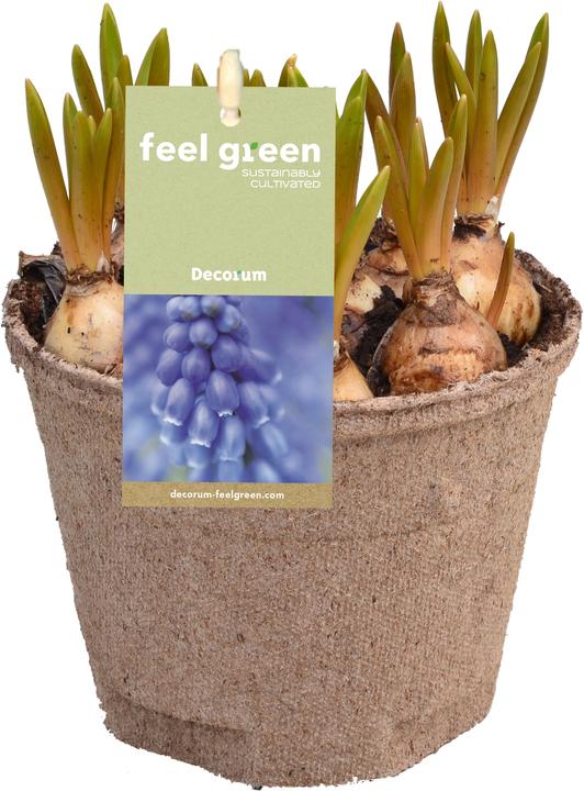 Immagine prodotto Fresca-Plant Mix di bulbi FEEL GREEN (6 pz.) (15 cm)