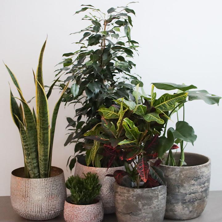 Produktbild Rutishauser Croton (60 cm)