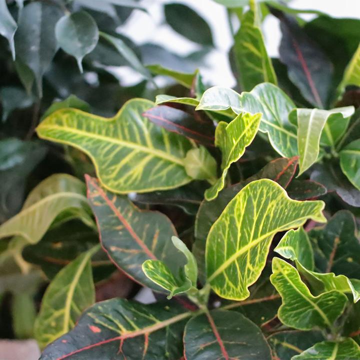 Produktbild Rutishauser Croton (60 cm)
