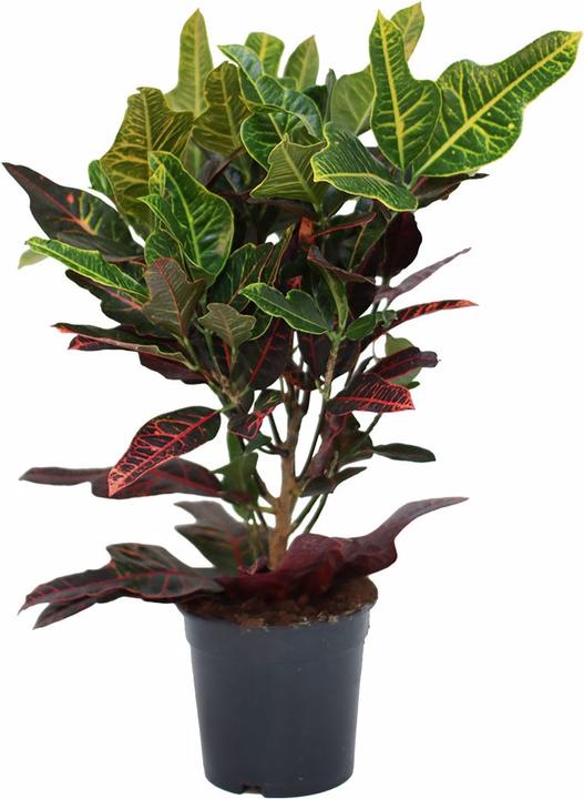 Rutishauser Croton (60 cm)