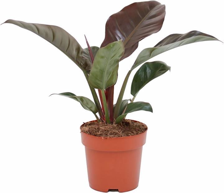 Image du produit Rutishauser Philodendron (60 cm)