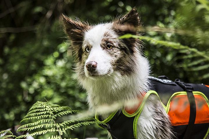 Actual product image Julius-K9 Multifunctional vestin (M, Dog life jacket)