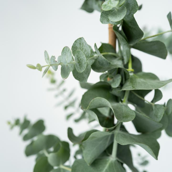 Immagine prodotto Plant in a Box Eucalyptus cinerea 'Silver Dollar' - Eucalipto del dollaro d'argento (110 cm)