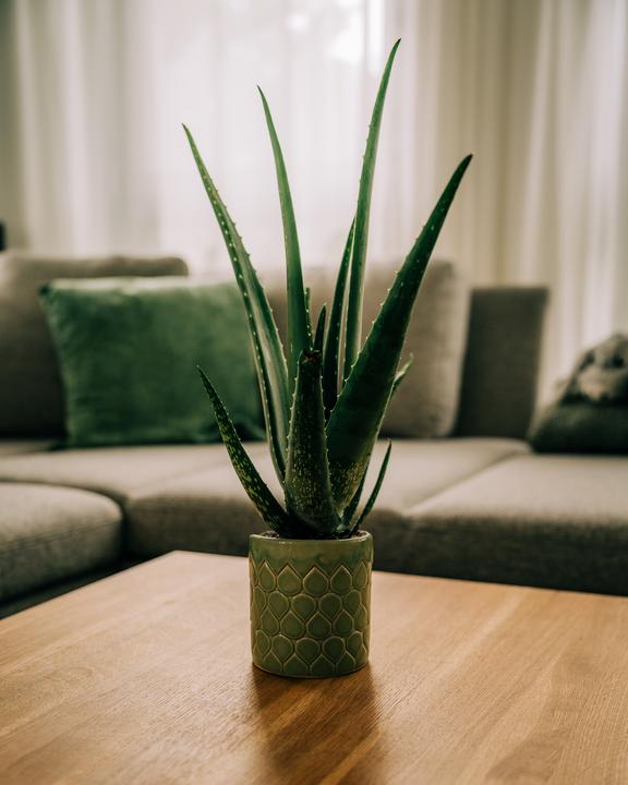 Immagine prodotto Migros Ostschweiz Aloe Vera (46 cm)