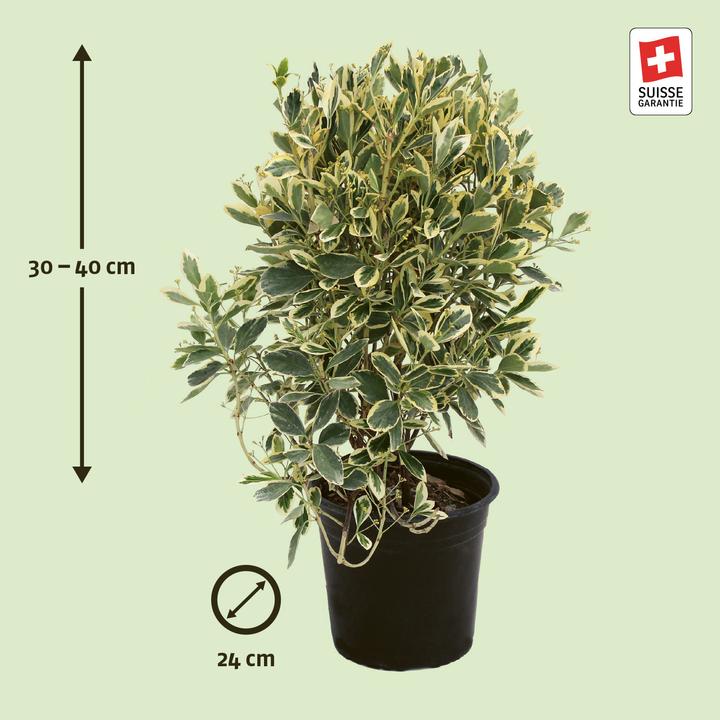 Immagine prodotto Zulauf Japanischer Spindelstrauch / Euonymus japonicus 'Kathy' (40 cm)