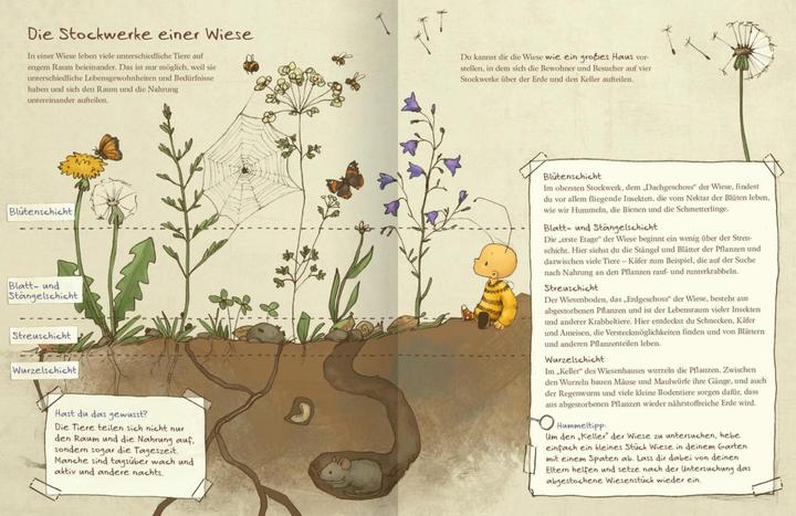 Immagine prodotto Die kleine Hummel Bommel entdeckt die Wiese (Tedesco, Britta Sabbag, Maite Kelly, 2019)