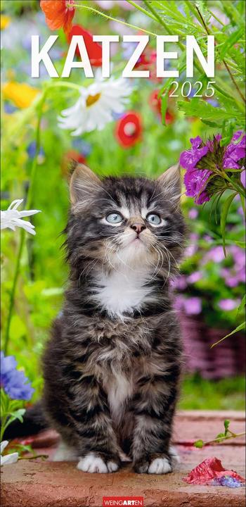 Produktbild Katzen Kalender 2025 (33 x 68 cm, Harter Einband, Deutsch)