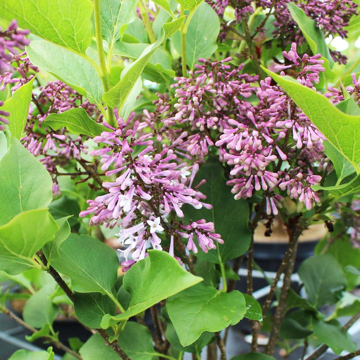 Produktbild Zulauf Koreanischer Flieder / Syringa patula 'Miss Kim' (50 cm)