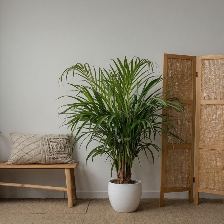 Image du produit Plant in a Box Chamaedorea Elegans, Dypsis lutescens - Mélange de 2 palmiers d'intérieur (60 cm)