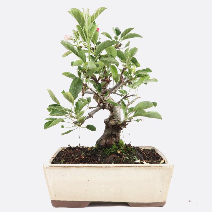 Actual product image Bonsai.ch Malus domestica Apple tree cm