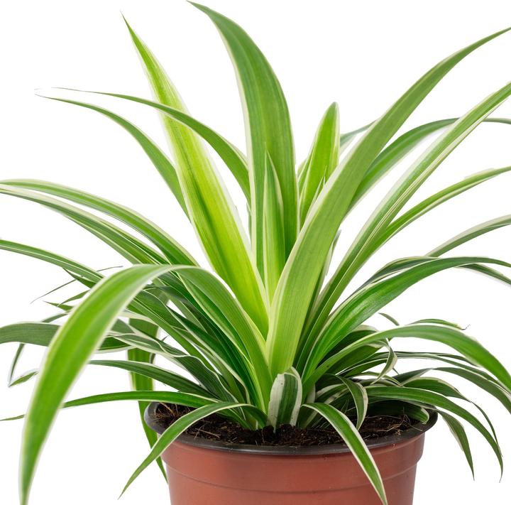 Image du produit Flowerbox Lis vert "Ocean" - Chlorophytum Comosum (20 cm)