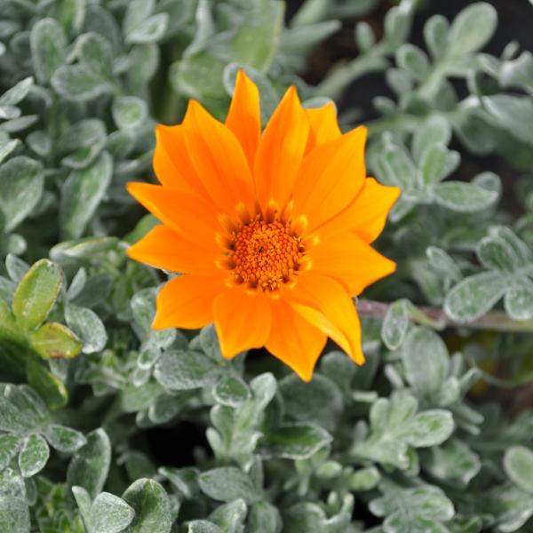 Immagine prodotto Säntispracht Set di 3, Midday Gold - Gazania Cultivars Sun Stopper Arancione (25 cm)