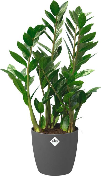Immagine prodotto Elho Bruxelles (46.50 cm)