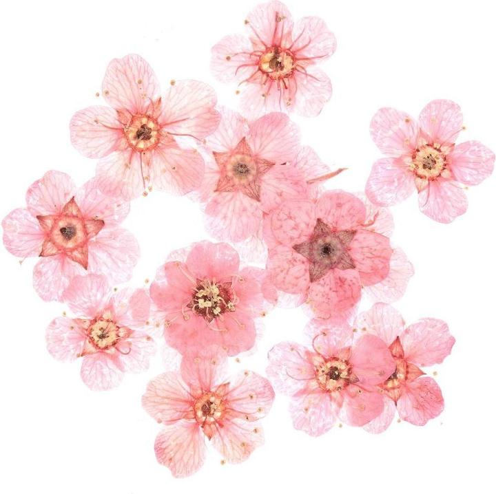 Produktbild Rico Design Füllmaterial Trockenblumen Rosa,.500700 (Trockenblumen)