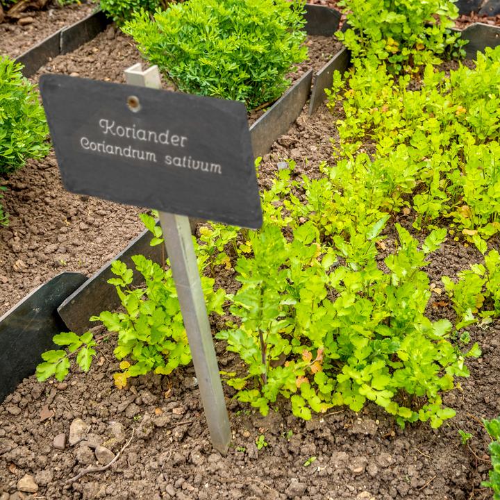 Actual product image Relaxdays 10x Slate Plant Signs (0.50 cm, 10 cm)