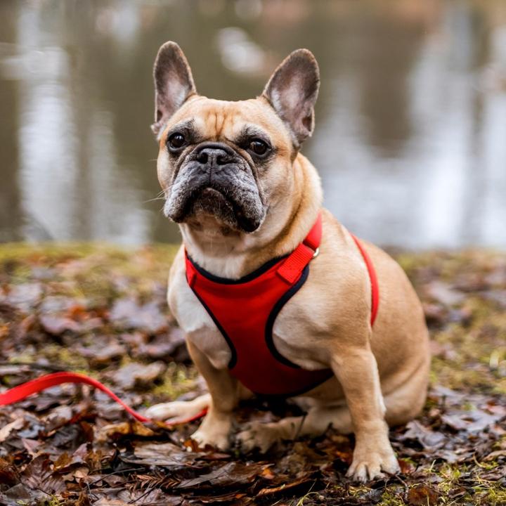 Produktbild Red Dingo DINGO Anti-pressure - Hundegeschirr - 30-38 cm (30, 31, 32, 33, 34, 35, 36, 37, 38, Hund, Allgemein)