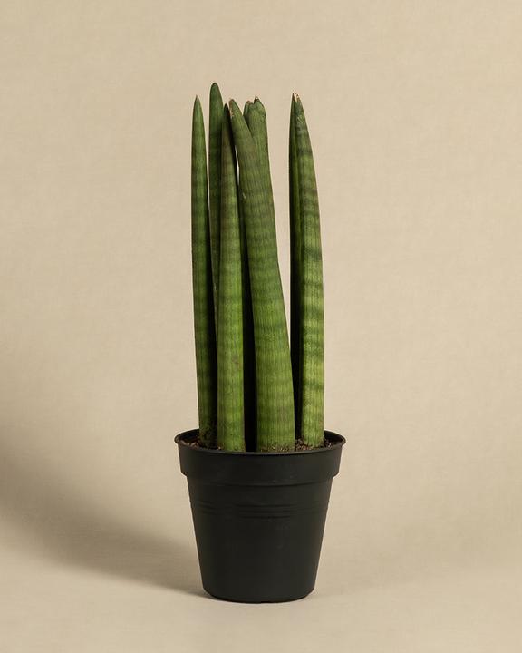Actual product image feey Straight (45 cm, Freshly repotted)