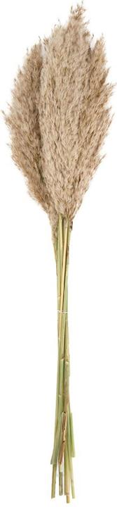 Actual product image Natura Punto Pampas grass (Pampas grass)