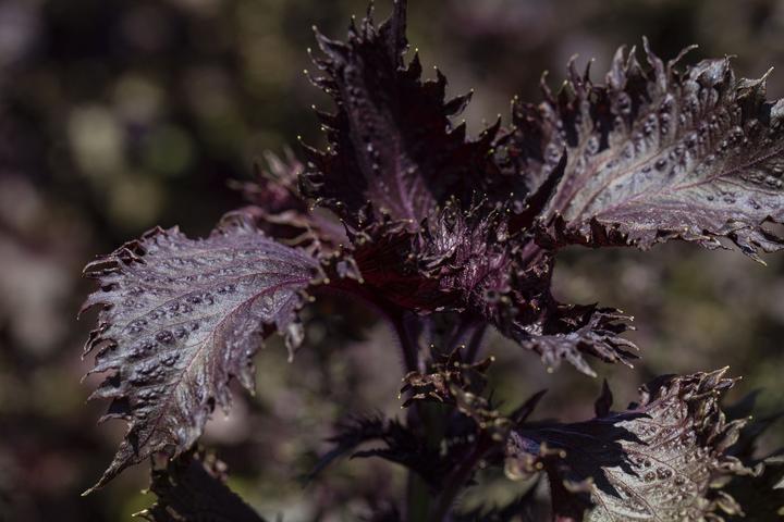 Produktbild Zollinger Bio Shiso (Perilla), Purpurroter (einjährig) (Keimlinge)