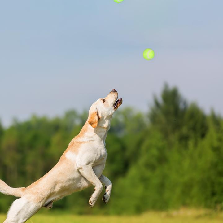 Produktbild Relaxdays 12-tlg. Ballschleuder-Set (Ballspielzeug Hund)