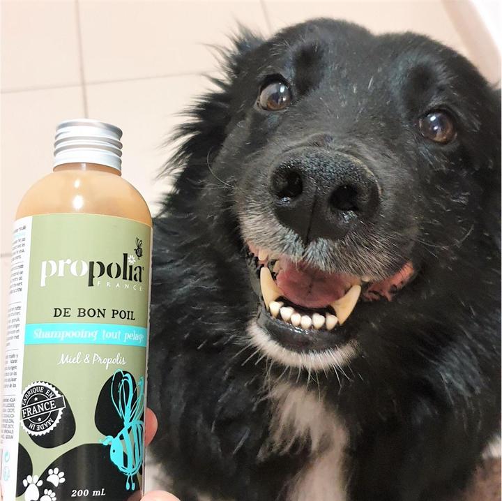 Image du produit Propolia Cats & Dogs shampoing tout pelage pelage (Chat, Chien, 200 ml)