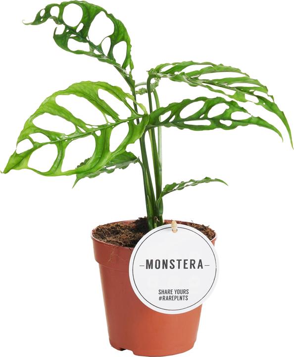 Actual product image Mahaloplants Monstera Obliqua Peru (35 cm)