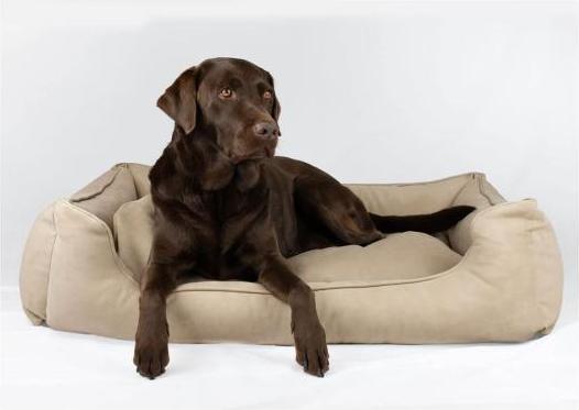 Produktbild Bjørnfjell Senja (Hund)