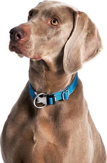 Actual product image Nobby Collar Classic Preno Royal (XS, Dog)