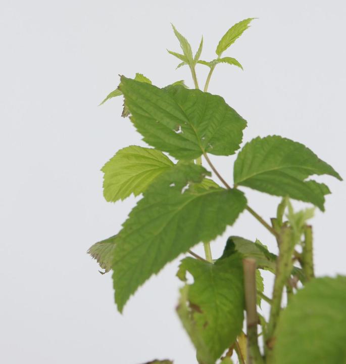 Produktbild Plant in a Box Rubus idaeus Malling Promise - 2er Set Himbeerpflanze (50 cm)