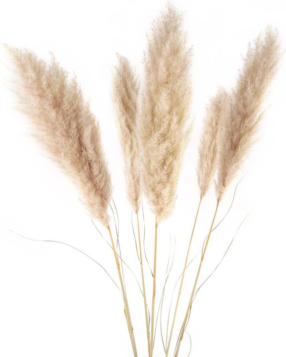 Immagine prodotto Geschenkkörbe CH Fiori secchi di erba pampa, medi, naturali, 5 pezzi. (Erba della pampa)