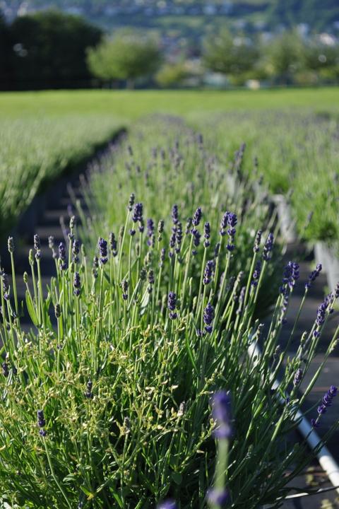 Immagine prodotto Säntispracht Il profumo mediterraneo Lavanda - Lavendula (40 cm)