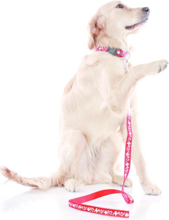 Produktbild Swisspet Halsband (S, Hund, Spazieren, Allgemein)