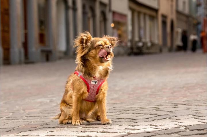 Immagine prodotto Curli Stoviglie Merino (XS, Cane, Generale)