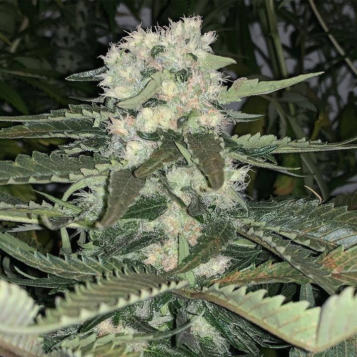 Actual product image Alpha Genetics Thunderbud Seeds 5pcs (Seedlings)