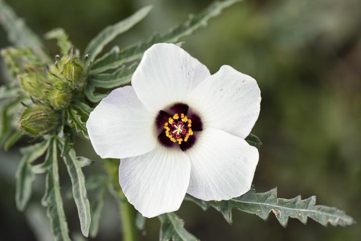 Image du produit Zollinger Bio Héliotrope (plante annuelle) (Plante bulbeuse)