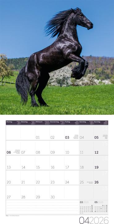 Produktbild Pferde Kalender 2026 - 30x30 (30 x 30 cm, Harter Einband, Deutsch)