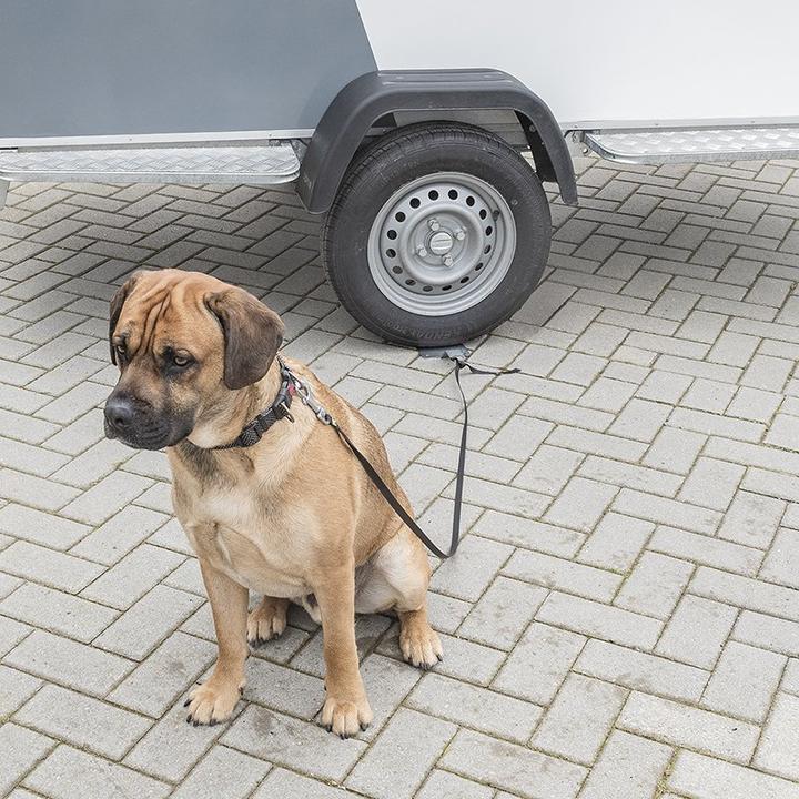 Produktbild ProPlus Dogsitter / Bodenanker / Leinenanker für Hunde (Hund)