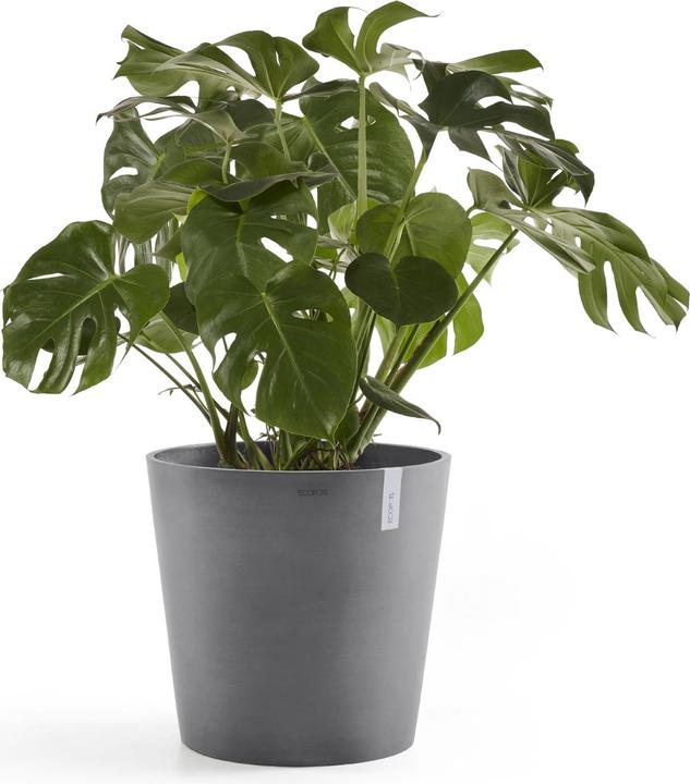 Actual product image Ecopots Amsterdam (50 cm)