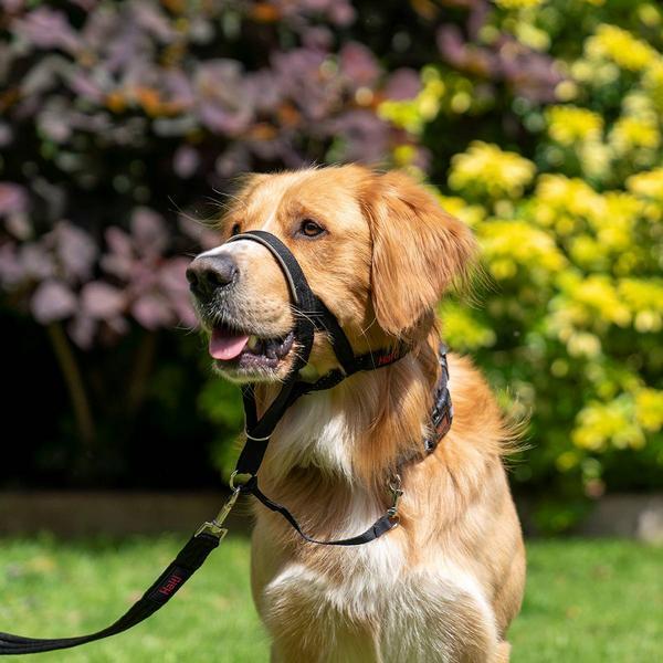 Immagine prodotto Company of Animals Halti Black Kopfgeschirr 4 (Cane, Sport cane)
