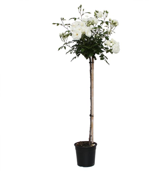 120 cm