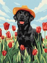 Actual product image Norimpex Malen nach Zahlen - Entzückender Labrador