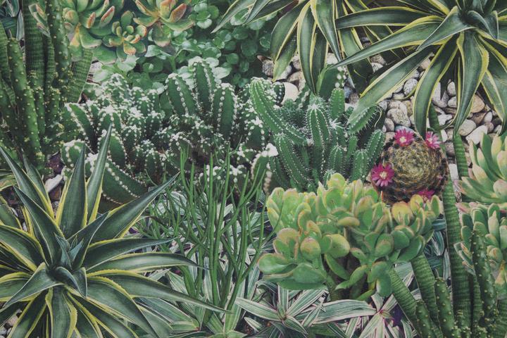 Immagine prodotto Beo Garden Cactus (120 x 80 x 20 cm, 60 x 40 x 24 cm)