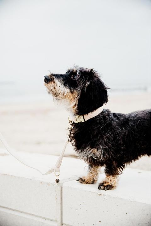 Produktbild Kentucky Dogwear Hundeleine Wool 200 cm (Hund, Hundesport)