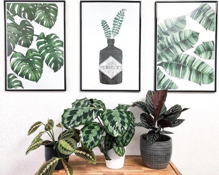 Image du produit Juniqe Tropical No. 6 (60 x 90 cm)