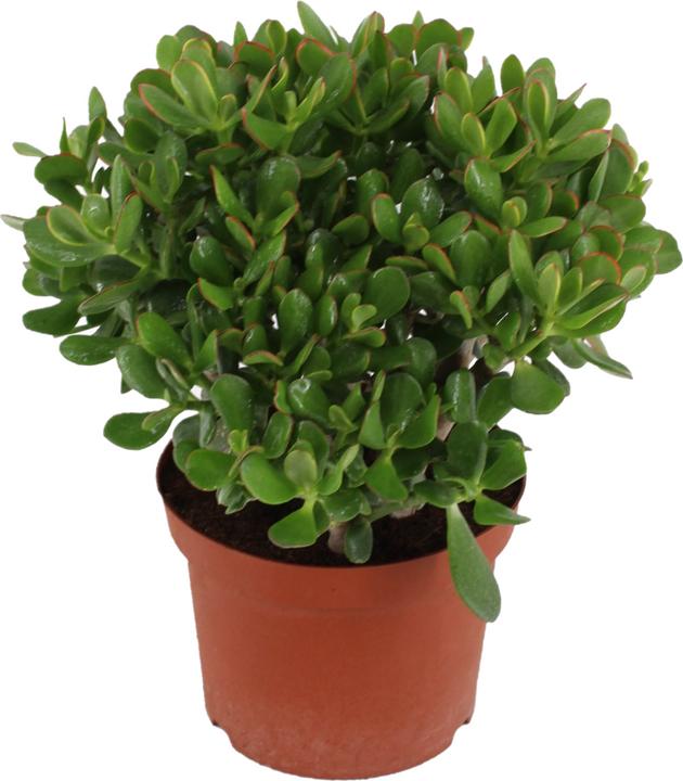 Actual product image Plant in a Box Crassula ovata Minor - Jade plant (45 cm)
