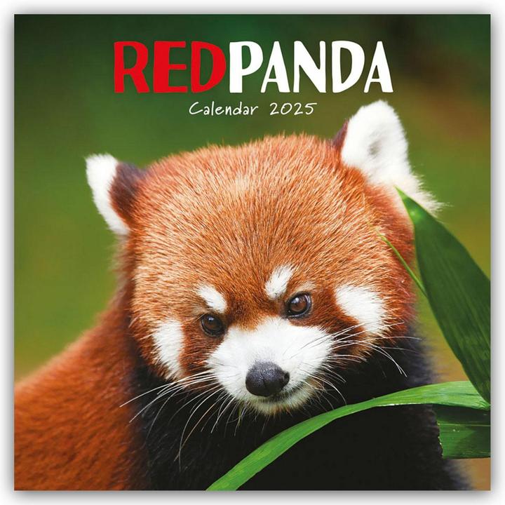 Immagine prodotto Calendario quadrato da parete dei panda rossi 2025 (305 x 305 mm, Tedesco, Inglese)
