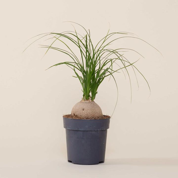 Actual product image Mary and Plants Ponytail Palm (50 cm)
