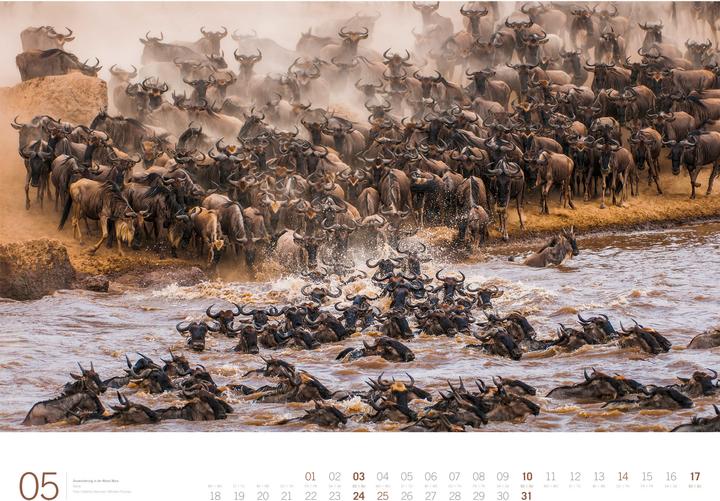 Actual product image Afrika - Gallery Kalender 2026 (66 x 50 cm, Hardcover, German, English)